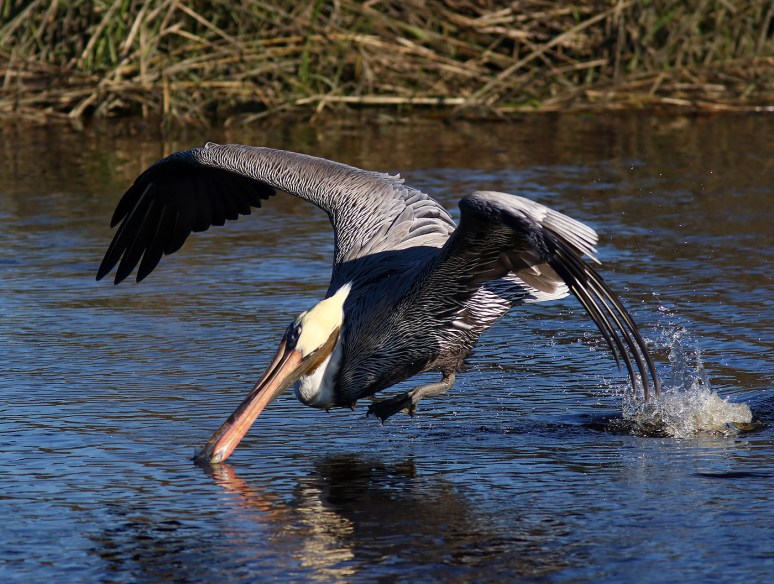 Nice Landing For Pelican 