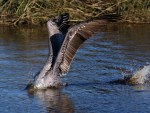 Nice Landing For&nbsp;Pelican