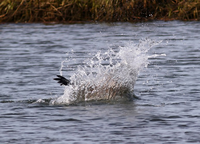 Pelicans And Eagle Battle For Big Fish 