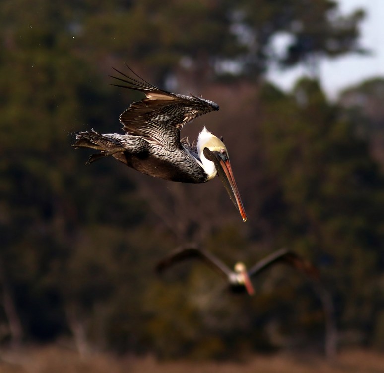 Pelicans And Eagle Battle For Big Fish 