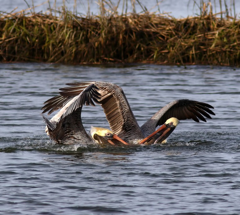 Pelicans And Eagle Battle For Big Fish 