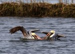 Pelicans And Eagle Battle For Big&nbsp;Fish