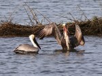 Pelicans And Eagle Battle For Big&nbsp;Fish