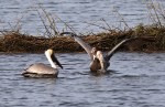 Pelicans And Eagle Battle For Big&nbsp;Fish