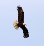 Pelicans And Eagle Battle For Big&nbsp;Fish