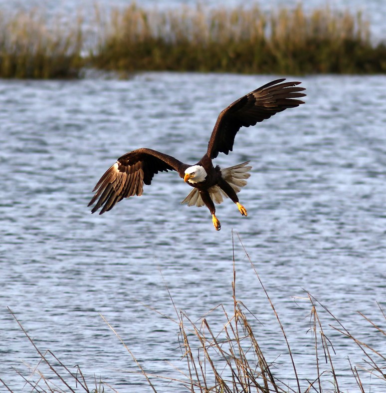 Pelicans And Eagle Battle For Big Fish 