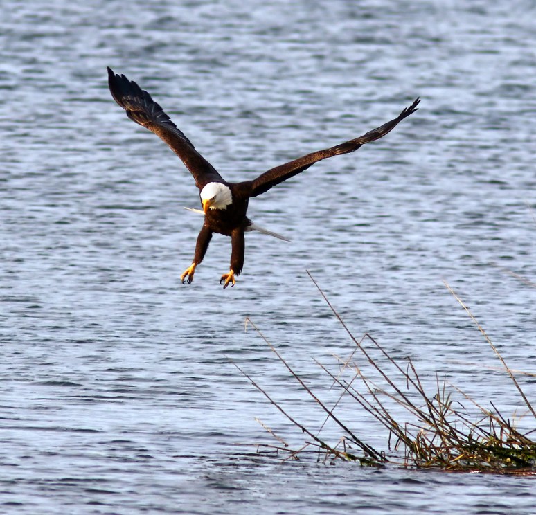 Pelicans And Eagle Battle For Big Fish 