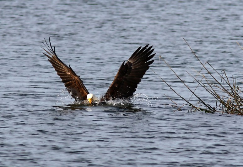 Pelicans And Eagle Battle For Big Fish 
