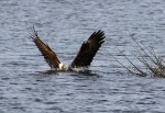 Pelicans And Eagle Battle For Big&nbsp;Fish