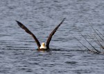 Pelicans And Eagle Battle For Big&nbsp;Fish