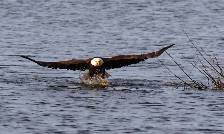 Pelicans And Eagle Battle For Big Fish 