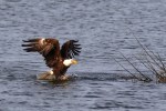 Pelicans And Eagle Battle For Big&nbsp;Fish