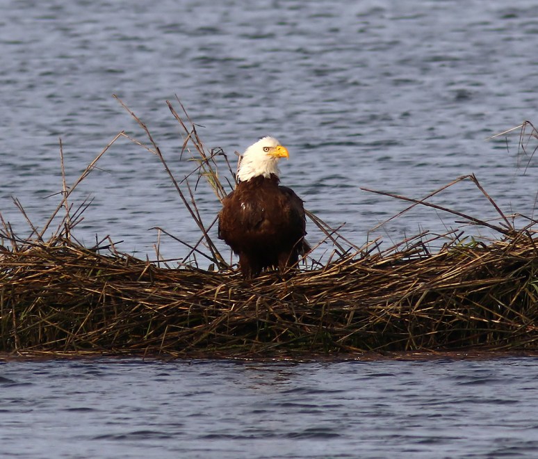 Pelicans And Eagle Battle For Big Fish 