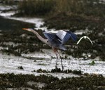 See Ya Later&nbsp;Pal