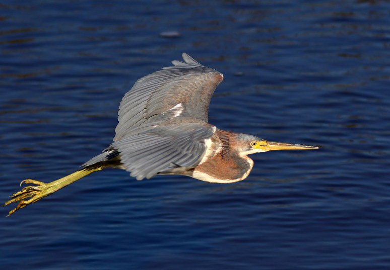 Tricolors Active in the Salt Marsh 