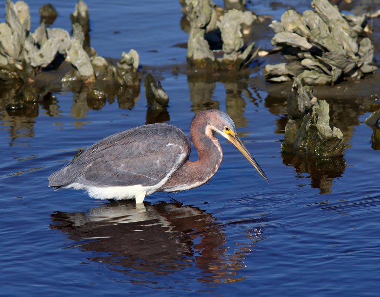 Tricolors Active in the Salt Marsh 