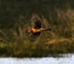 Two Early Evening Flights Over The&nbsp;Marsh