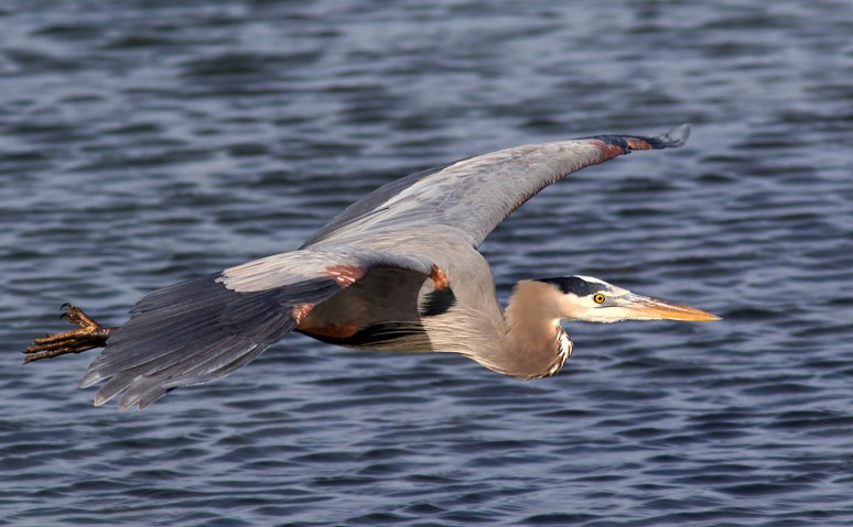 Two Early Evening Flights Over The Marsh 
