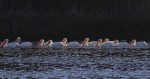 White Pelicans Line&nbsp;Up