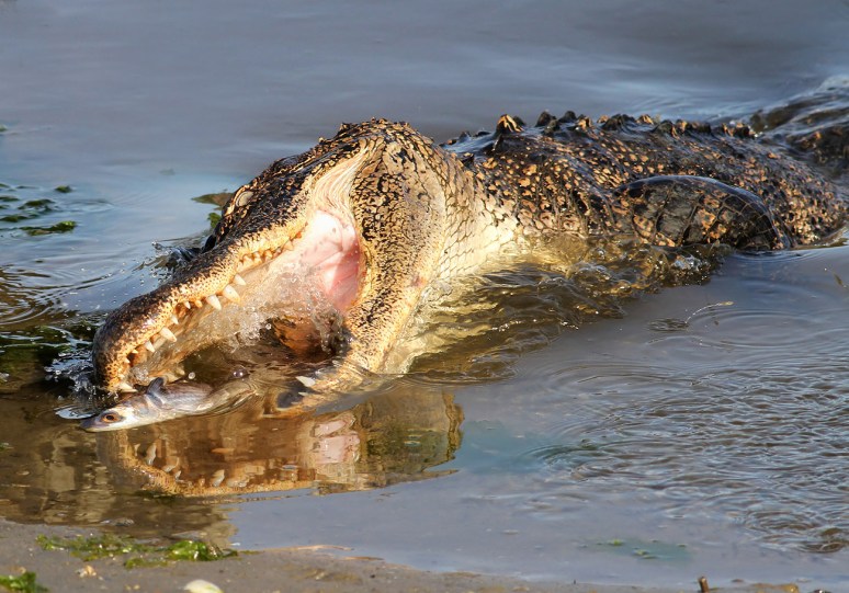 Alligator Grabs Big Dinner in Salt Marsh 