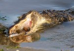 Alligator Grabs Big Dinner in Salt&nbsp;Marsh