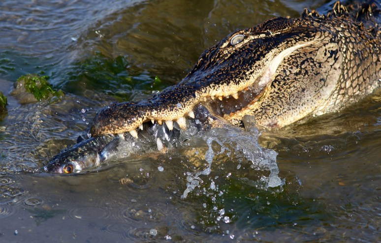 Alligator Grabs Big Dinner in Salt Marsh 