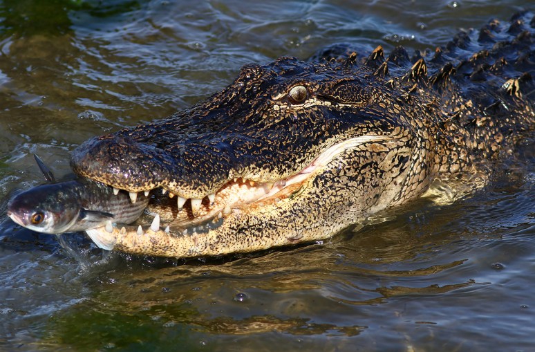 Alligator Grabs Big Dinner in Salt Marsh 