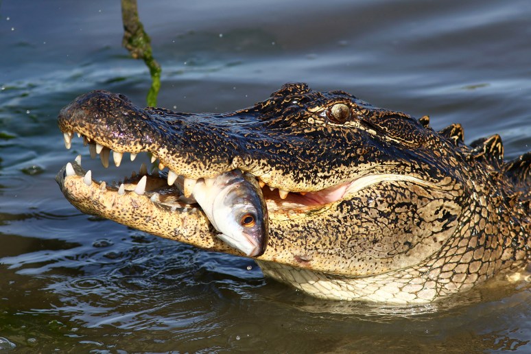 Alligator Grabs Big Dinner in Salt Marsh 