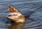 Alligator Grabs Big Dinner in Salt&nbsp;Marsh