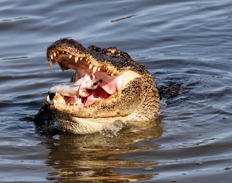 Alligator Grabs Big Dinner in Salt Marsh 