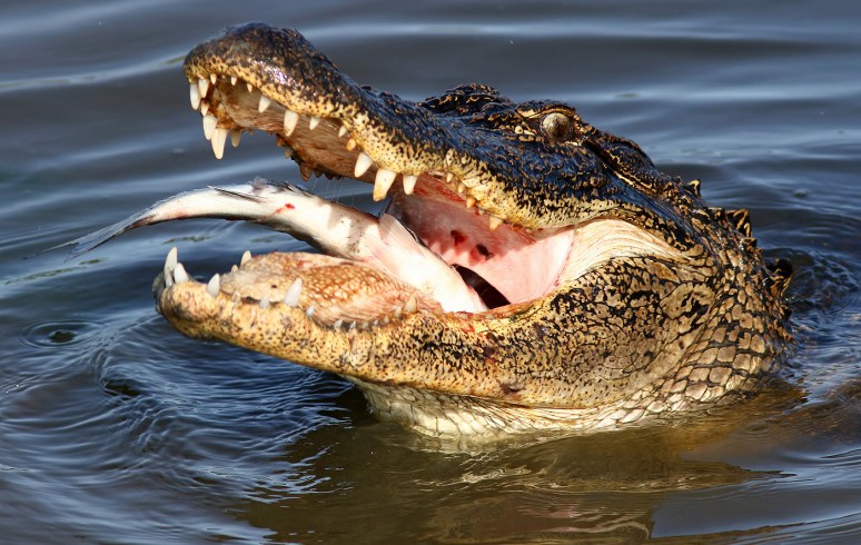Alligator Grabs Big Dinner in Salt Marsh 
