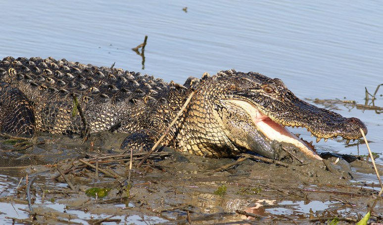 Alligator Playing in the Mud in Salt Marsh 
