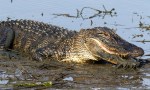 Alligator Playing in the Mud in Salt&nbsp;Marsh