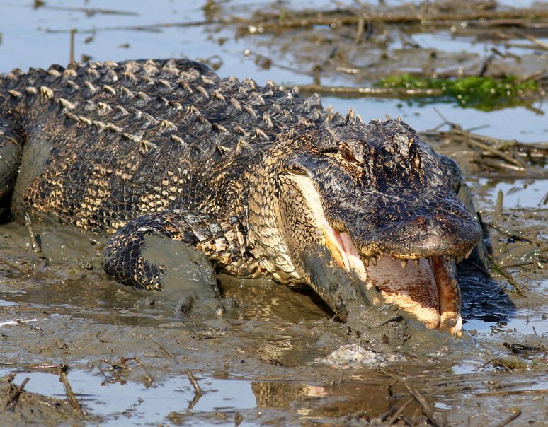 Alligator Playing in the Mud in Salt Marsh 