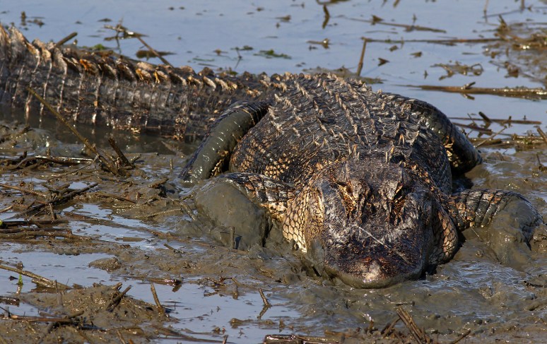 Alligator Playing in the Mud in Salt Marsh 