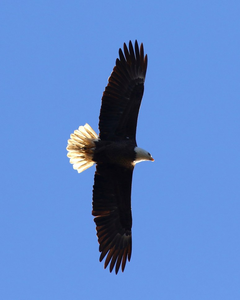 Bald Eagle Direct Overhead Flight