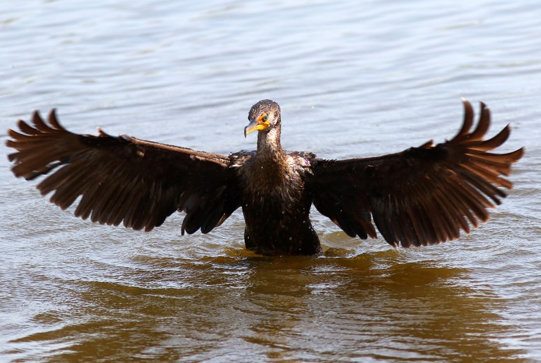 Cormorant Ready For Takeoff 