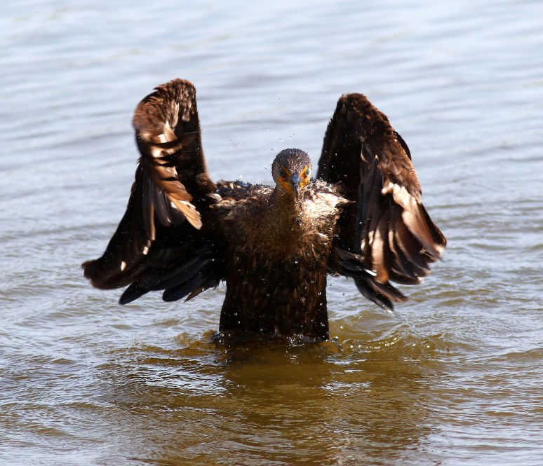 Cormorant Ready For Takeoff 