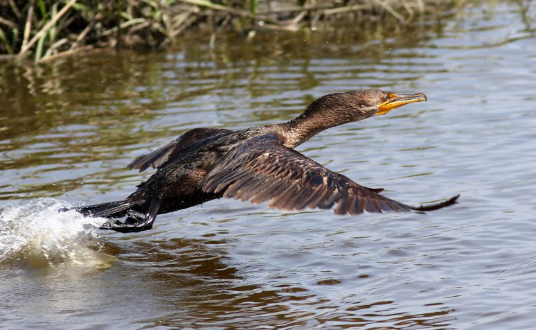 Cormorant Ready For Takeoff 