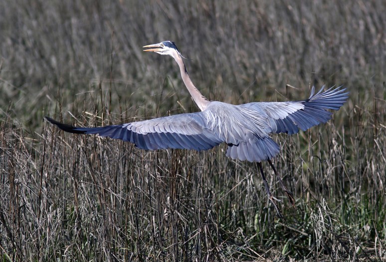 GBH Flies Off To Meet A Friend