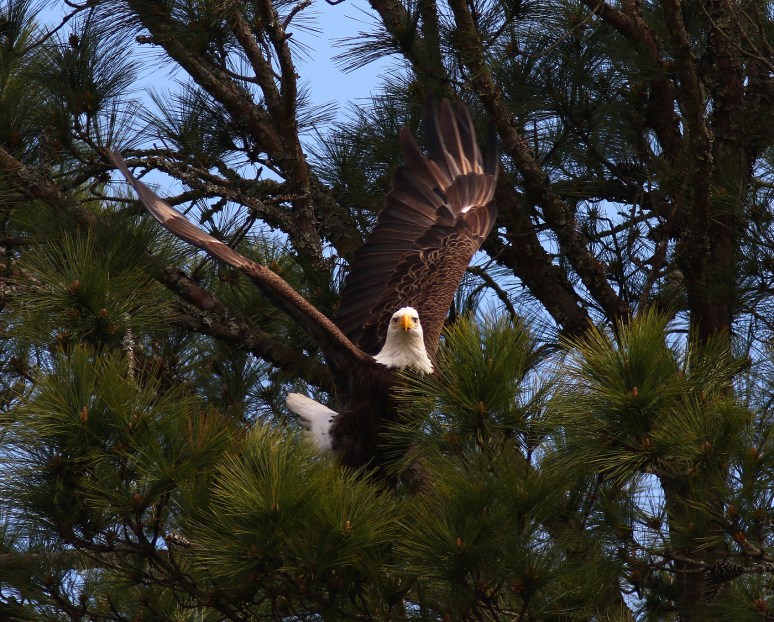 Nice Afternoon in a Tree 