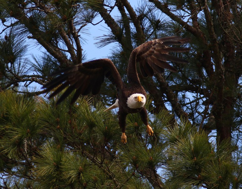 Nice Afternoon in a Tree 