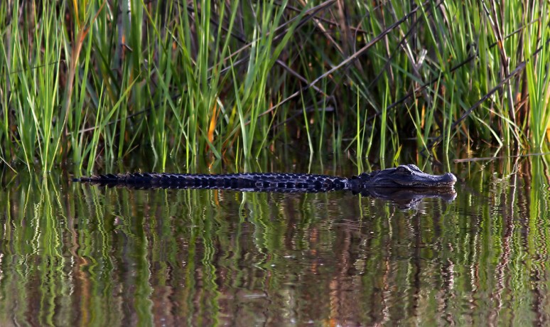 The Little Guys Were Out 