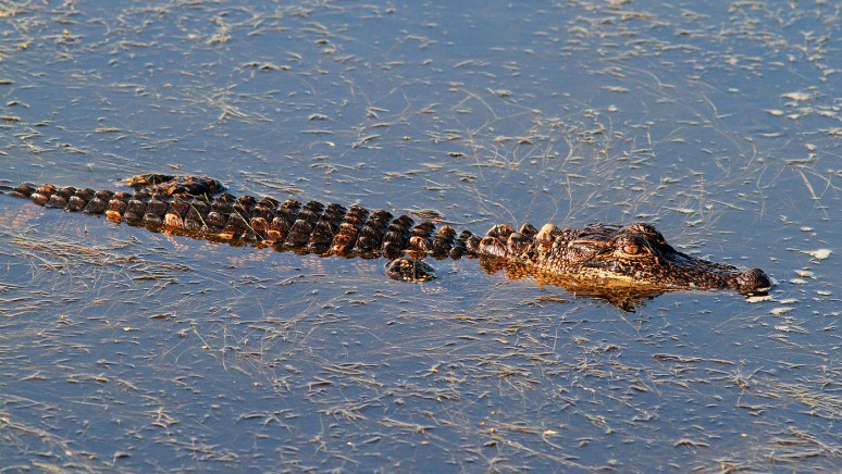 The Little Guys Were Out 