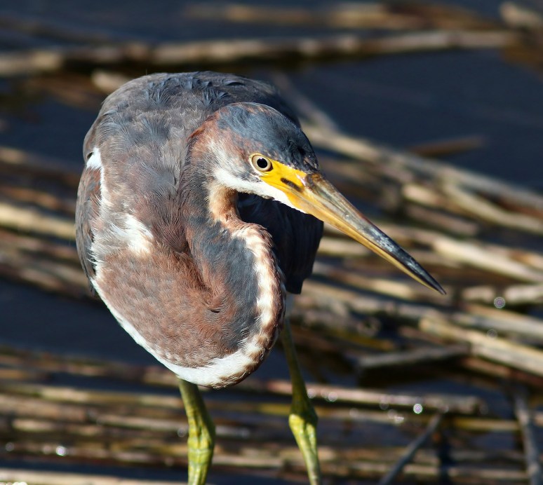 Tricolors Tasty Little Treat 