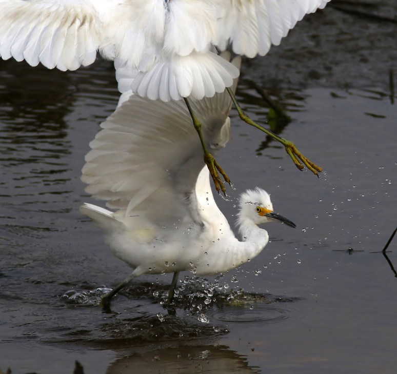 Watch For Flying Feet 