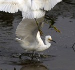 Watch For Flying&nbsp;Feet
