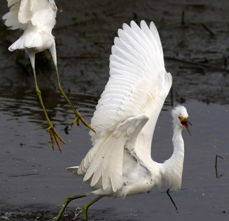 Watch For Flying Feet 