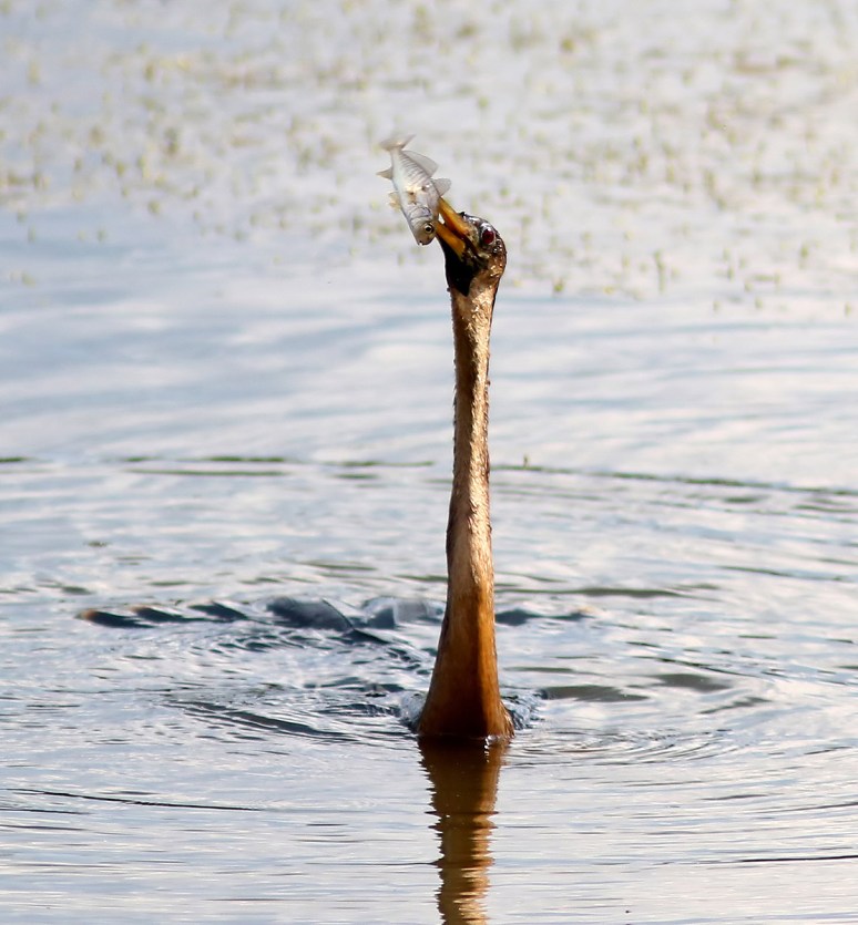 A Little Spear Fishing