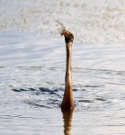 A Little Spear&nbsp;Fishing